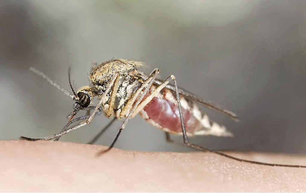 Reported cases of Ross River virus have increased by more than 20% in the last year around the region. Reported cases of Ross River virus have increased by more than 20% in the last year around the region.